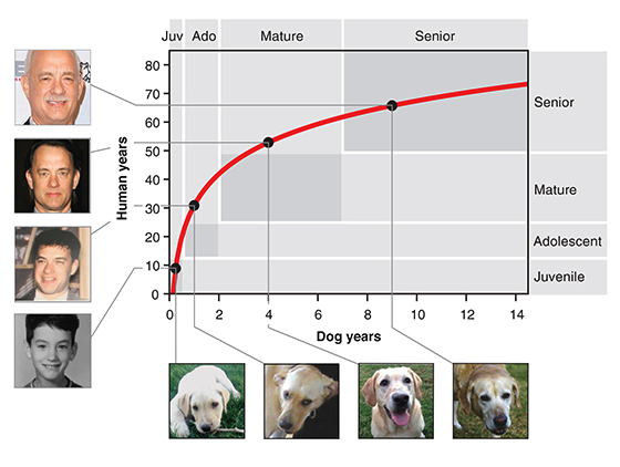 dogs vs humans aging
