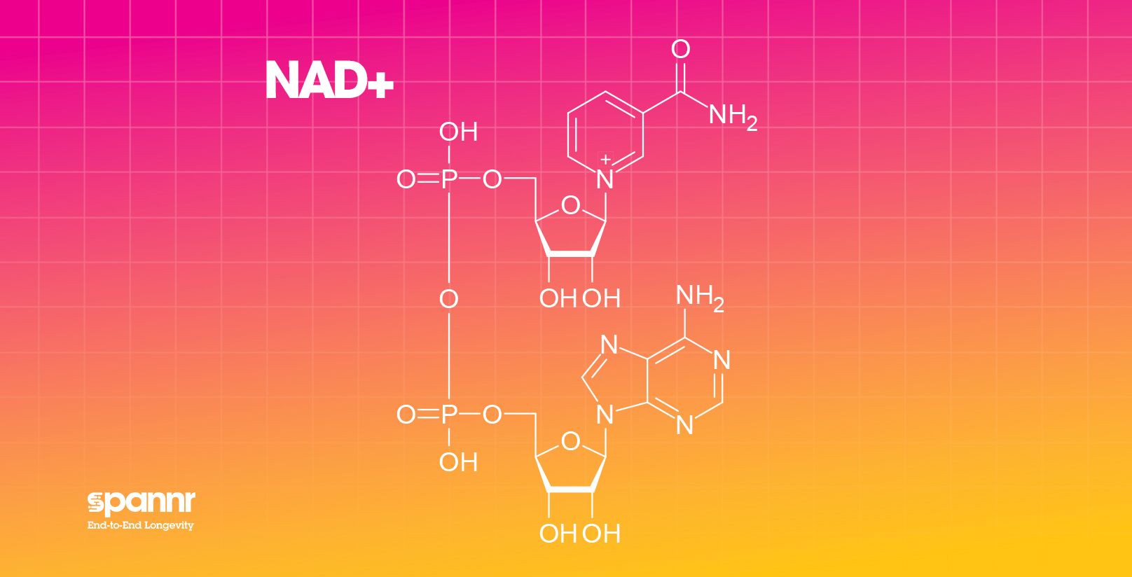NAD+ longevity supplement