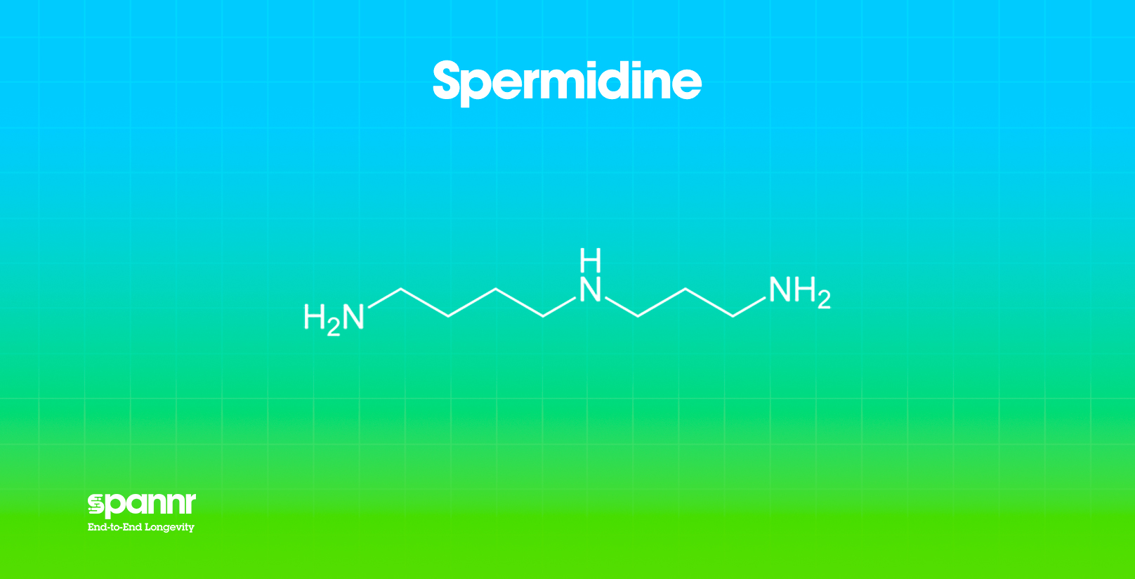 spermidine longevity supplement